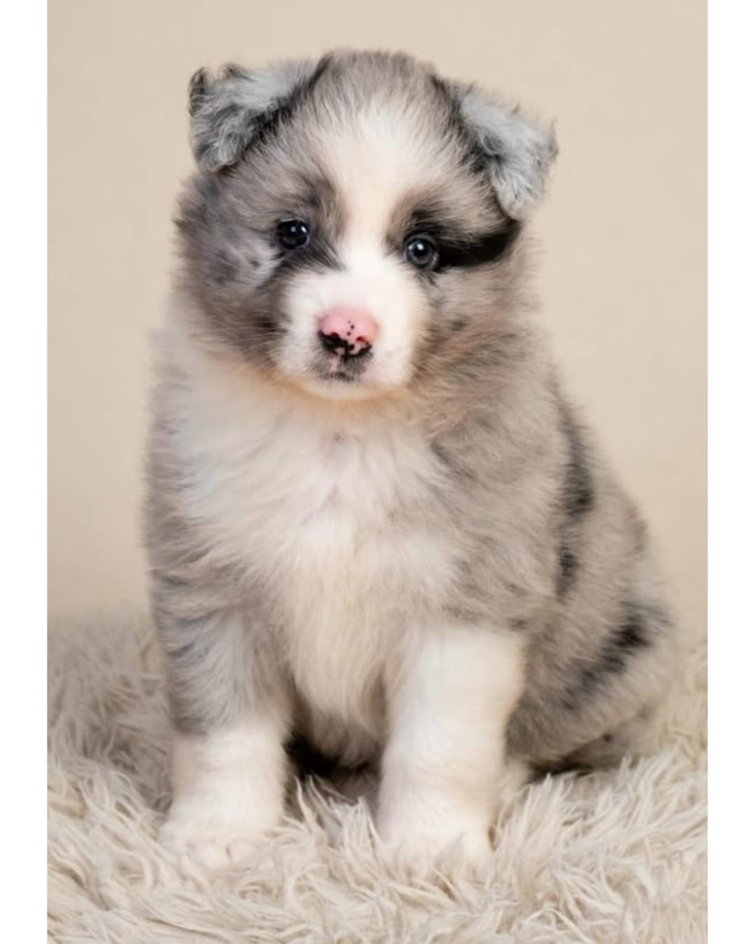 Filhote Border Collie Blue Merle